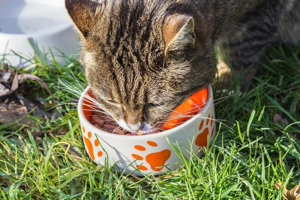 Everything You Need to Know About Cat Food